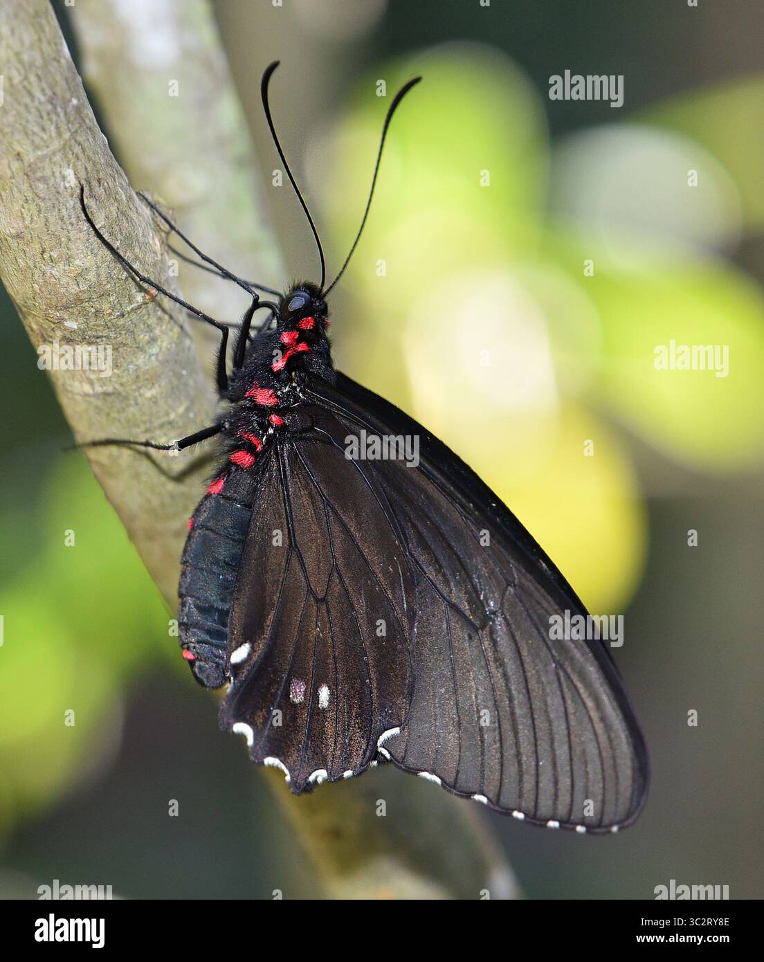 Dieser schwarz-rote Schmetterling wurde im Schmetterlingsgarten in Gainesville, Florida, fotografiert. Stockfoto