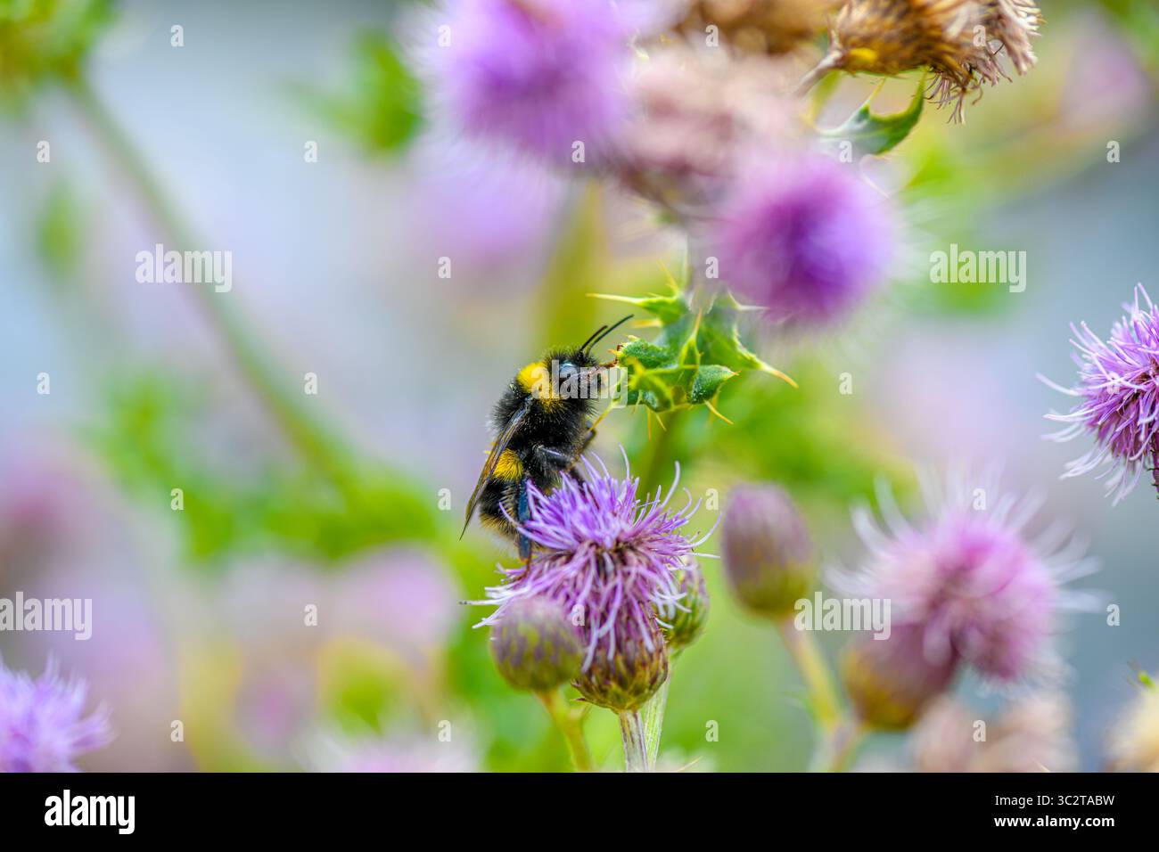 Nahaufnahme einer Biene, die auf einer Blume sitzt Stockfoto
