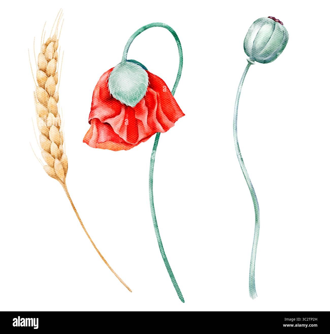 Aquarellillustration einer roten Mohnblume, grünen Mohnknospen und goldenen Weizen auf weißem Hintergrund. Perfekt für Hochzeitsmotive, rustikales Dekor, pac Stockfoto