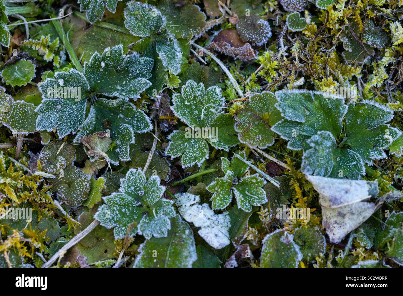 Frost, der kleine gemahlene Pflanzen leicht staubt Stockfoto