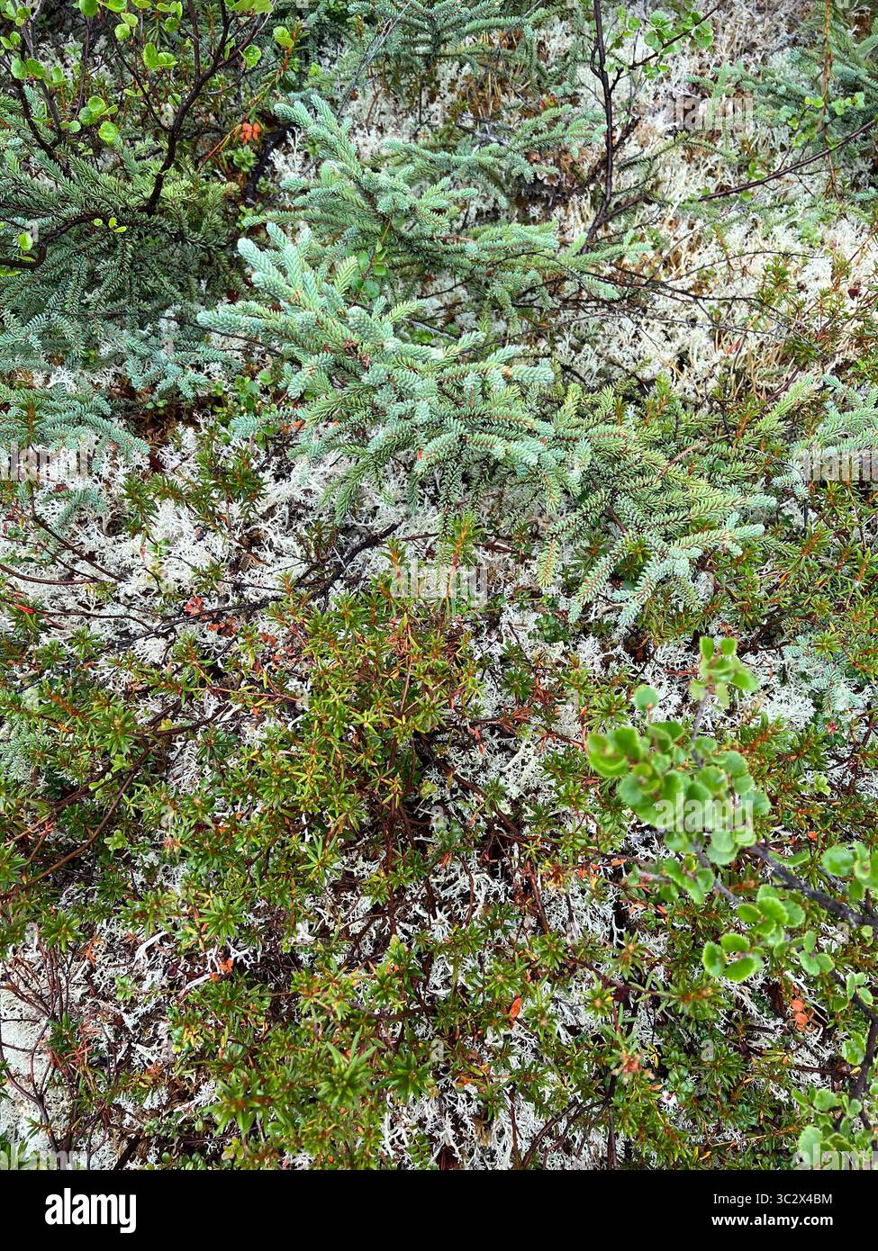 Detaillierte Nahaufnahme der vielfältigen Bodenbedeckung mit grünem Strauchmoos und Flechten im Lake Clark National Park, Alaska. Unberührte Wildnis Textur - Smartphone-aufgenommenes Stockfoto