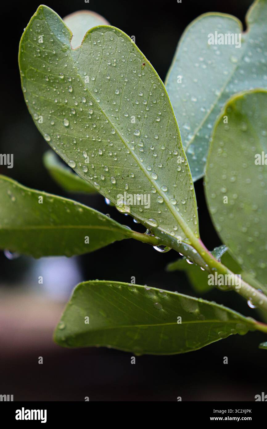 Leuchtend grüne Blätter, bedeckt mit unzähligen Wassertröpfchen, die die Textur und die Adern der Blätter hervorheben. Der dunkle, leicht verschwommene Hintergrund Stockfoto