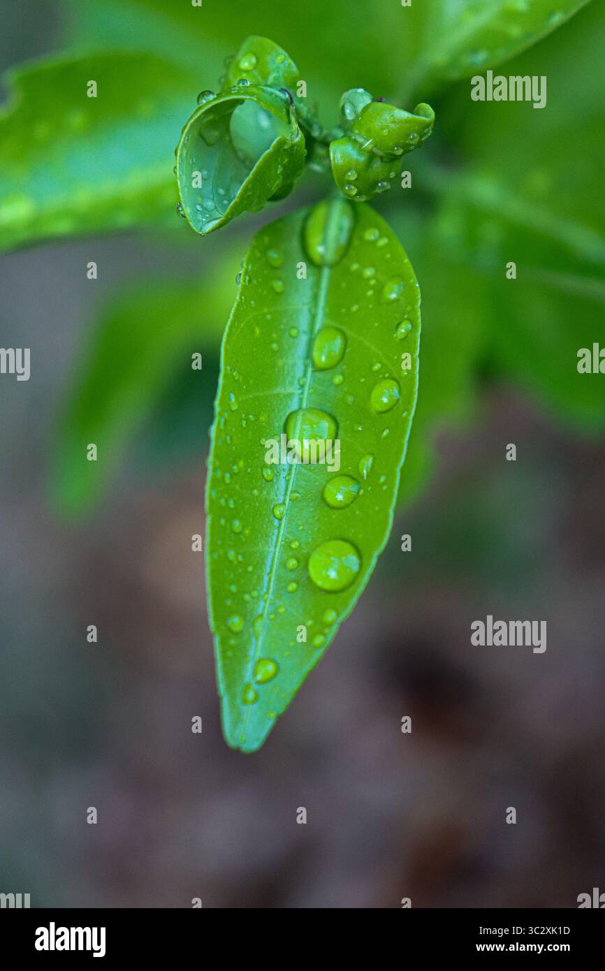Hellgrünes Blatt mit Wassertropfen auf der Oberfläche. Neue, feuchte Triebe sind über dem Hauptblatt sichtbar, mit einem unscharfen Hintergrund in Grüntönen Stockfoto