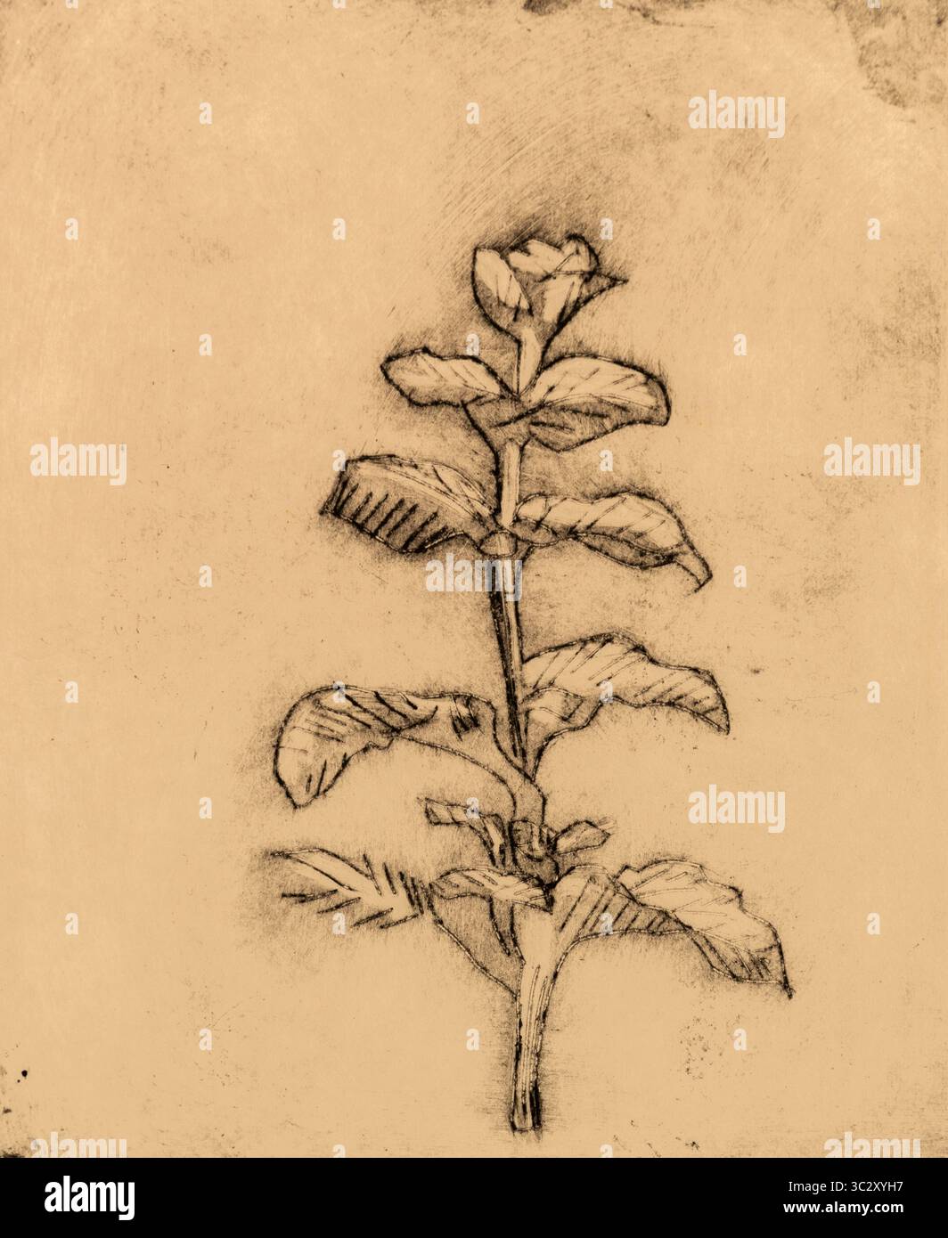 Ätzen einer Origano-Pflanze (Origanum vulgare) mit Blättern, Künstlerin Marie-Sophie Forderer, Deutschland Stockfoto