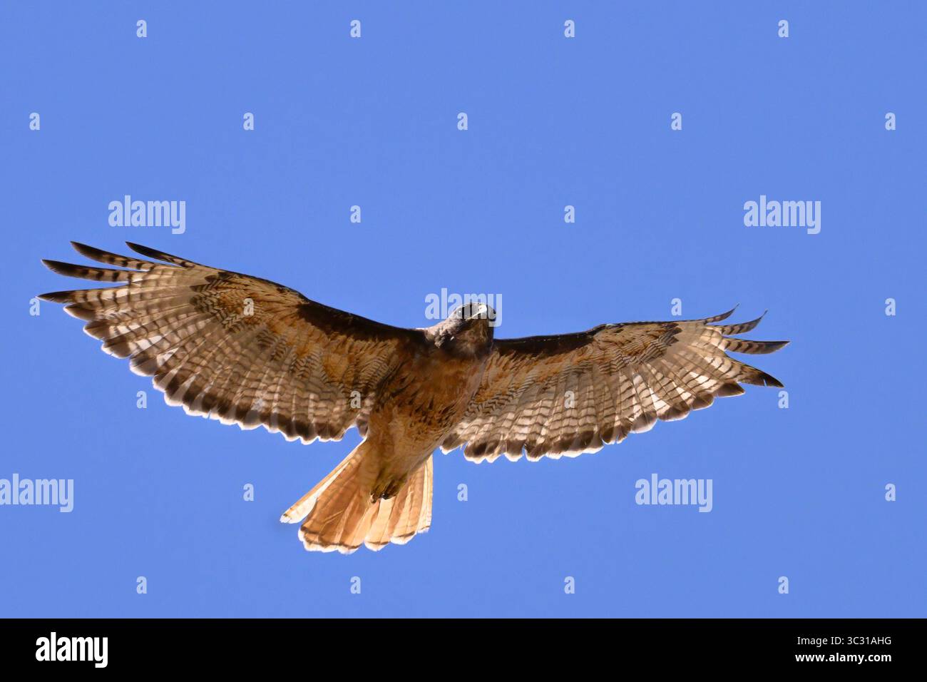 Rotschwanzfalke, der über bewirtschafteten Feldern in der Fern Ridge Wildlife Area im Willamette Valley, Oregon, aufsteigt. Stockfoto