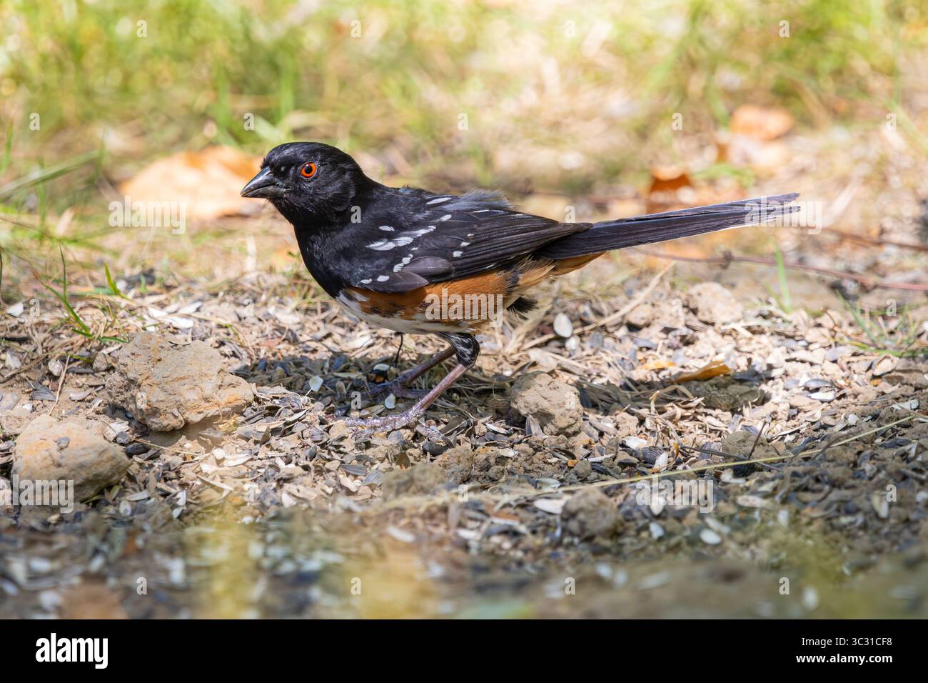 Ein gefleckter Towhee auf der Suche nach Samen im Oaks Bottom Wildlife Refuge in Portland, Oregon Stockfoto
