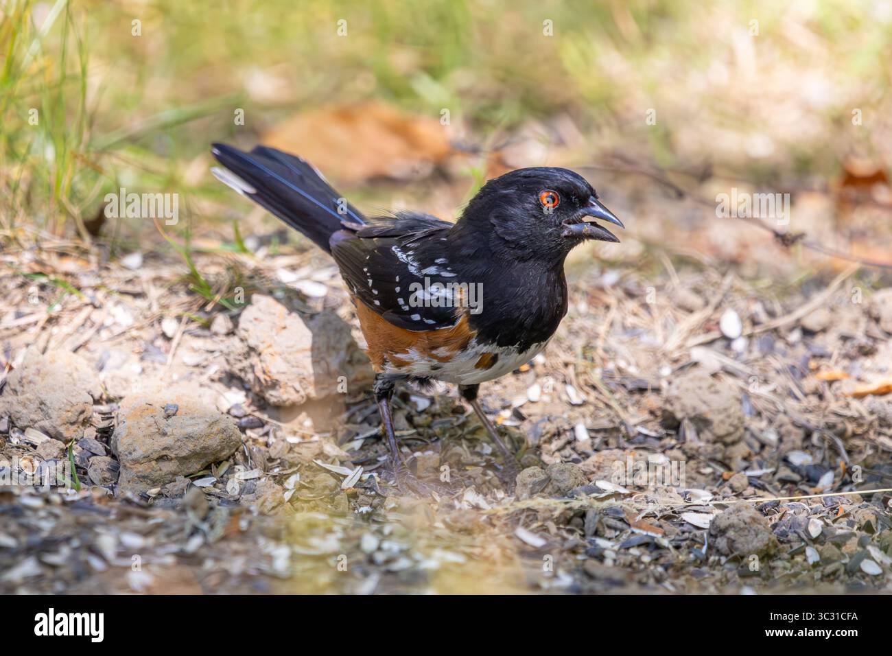 Ein gefleckter Towhee auf der Suche nach Samen im Oaks Bottom Wildlife Refuge in Portland, Oregon Stockfoto