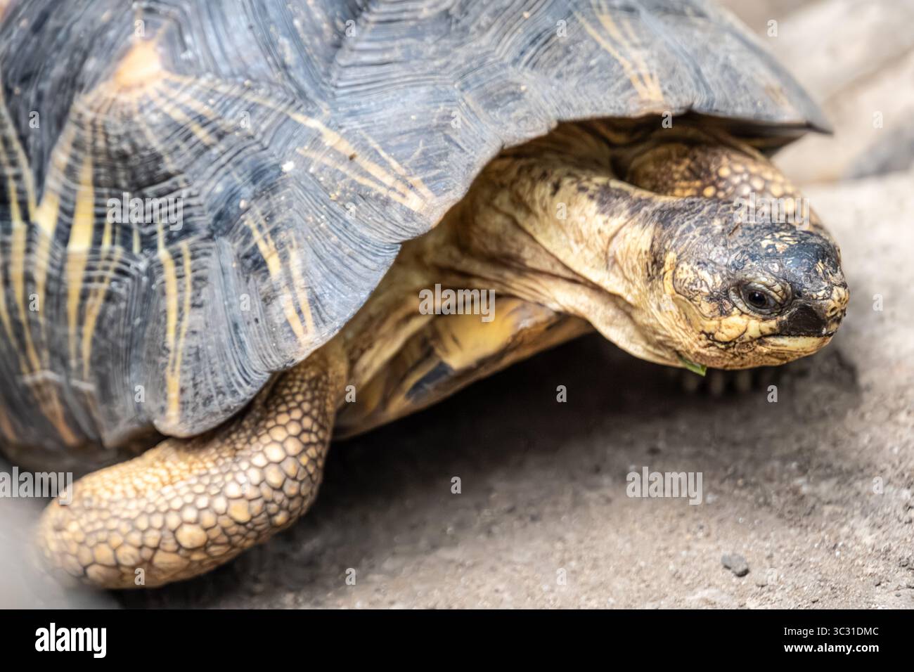 Kritisch gefährdete Strahlenschildkröte (Astrochelys radiata) im Fuqua Conservatory Desert House im Atlanta Botanical Garden in Atlanta, GA. Stockfoto