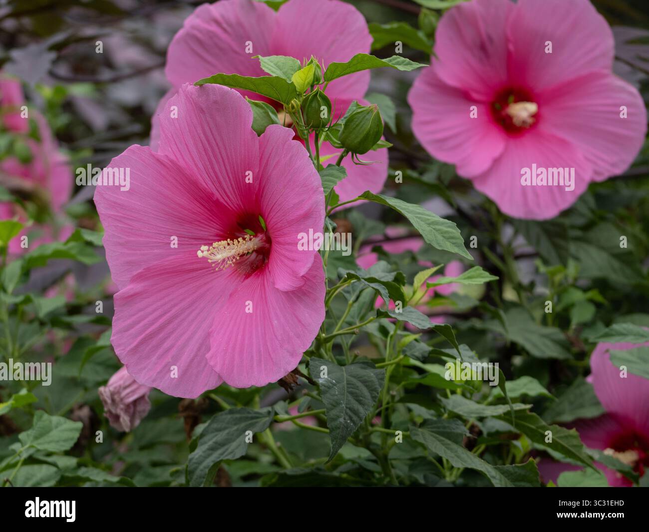 Nahaufnahme einer rosafarbenen Hibiskusblüte in voller Blüte, die ihre zarten Blütenblätter und markanten Stamen bei natürlichem Sonnenlicht hervorhebt. Stockfoto