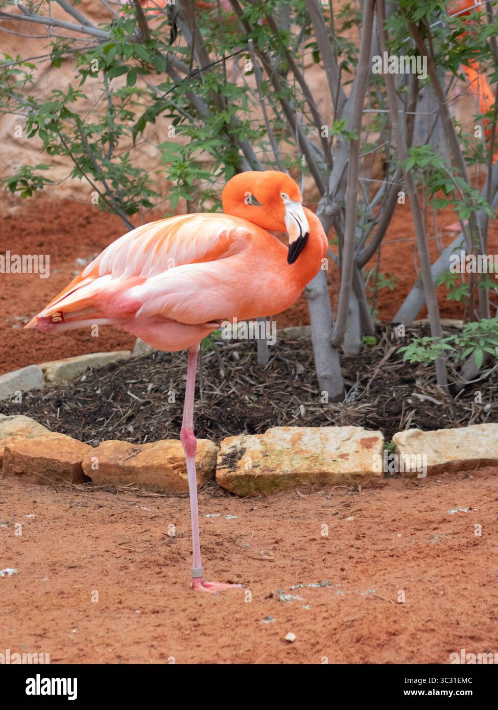 Ein eindrucksvolles Foto eines Flamingos, der anmutig auf einem Bein steht. In einem ruhigen Moment zeigt das Bild die leuchtend rosa Federn des Vogels. Stockfoto