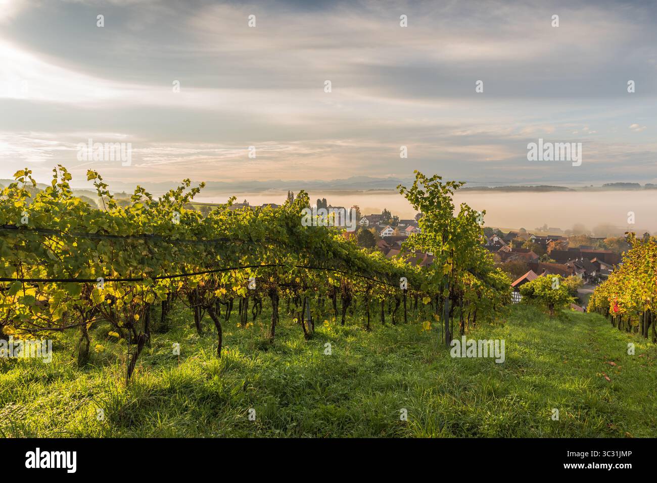 Weinberg mit Blick auf das Dorf im Morgennebel, Nussbaumen, Thurgau, Schweiz Stockfoto