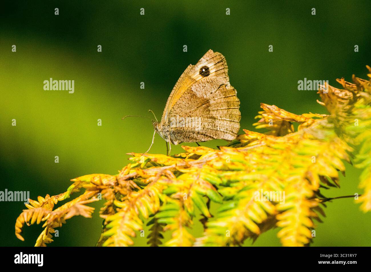 Wiese Brown Ruht Stockfoto