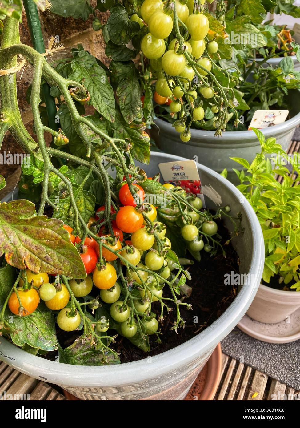 Kirschtomaten, die in Töpfen wachsen - Smartphone-aufgenommenes Stockfoto