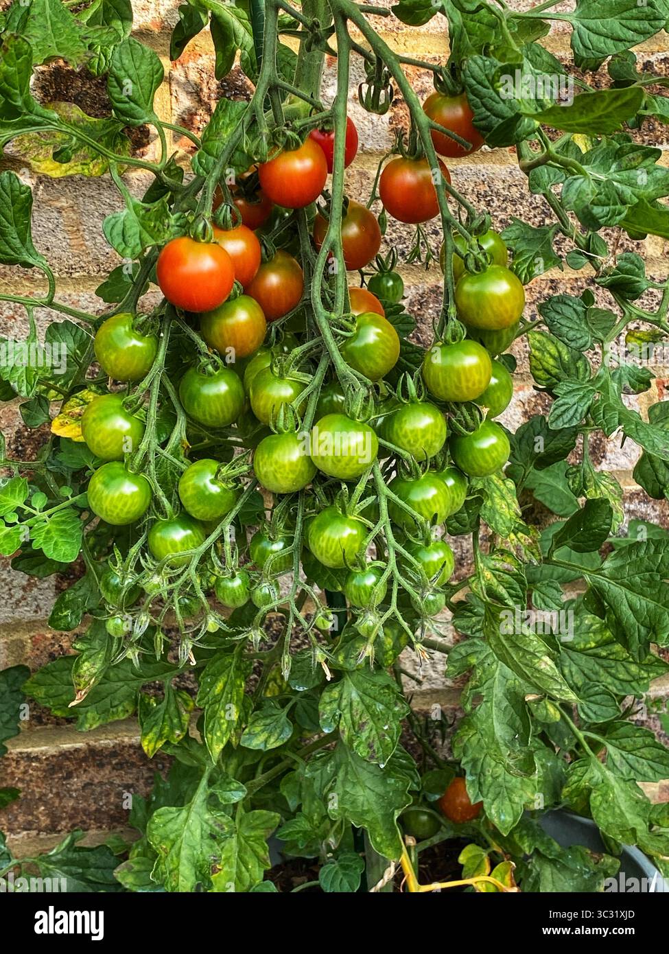 Kirschtomaten, die in Töpfen wachsen - Smartphone-aufgenommenes Stockfoto