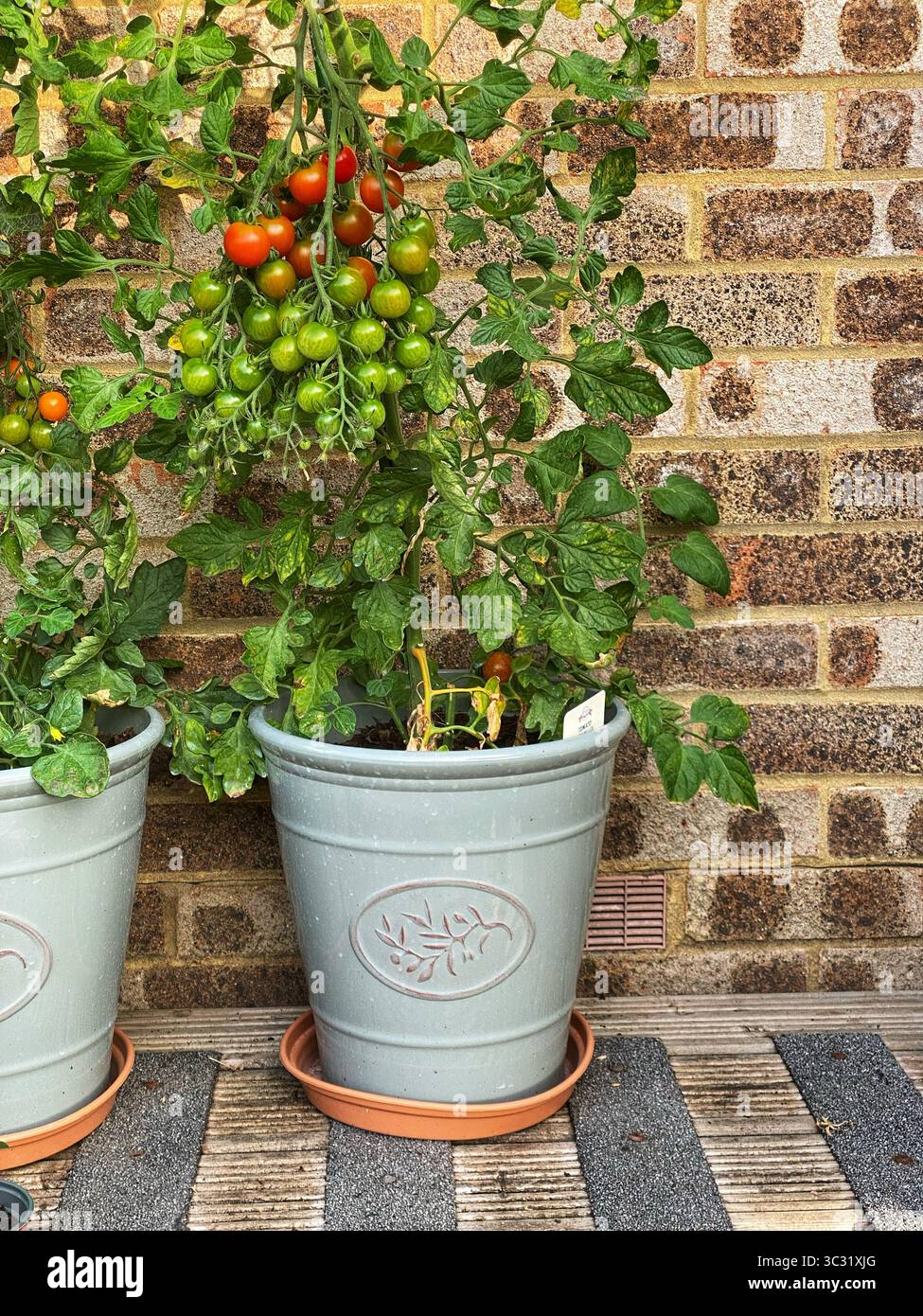Kirschtomaten, die in Töpfen wachsen - Smartphone-aufgenommenes Stockfoto