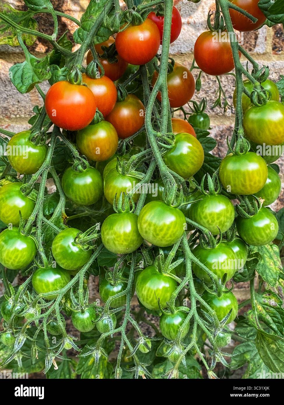 Kirschtomaten, die in Töpfen wachsen - Smartphone-aufgenommenes Stockfoto