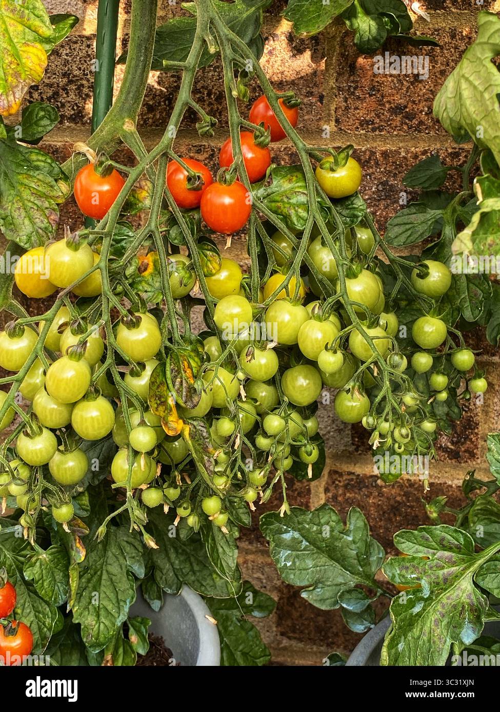 Kirschtomaten, die in Töpfen wachsen - Smartphone-aufgenommenes Stockfoto