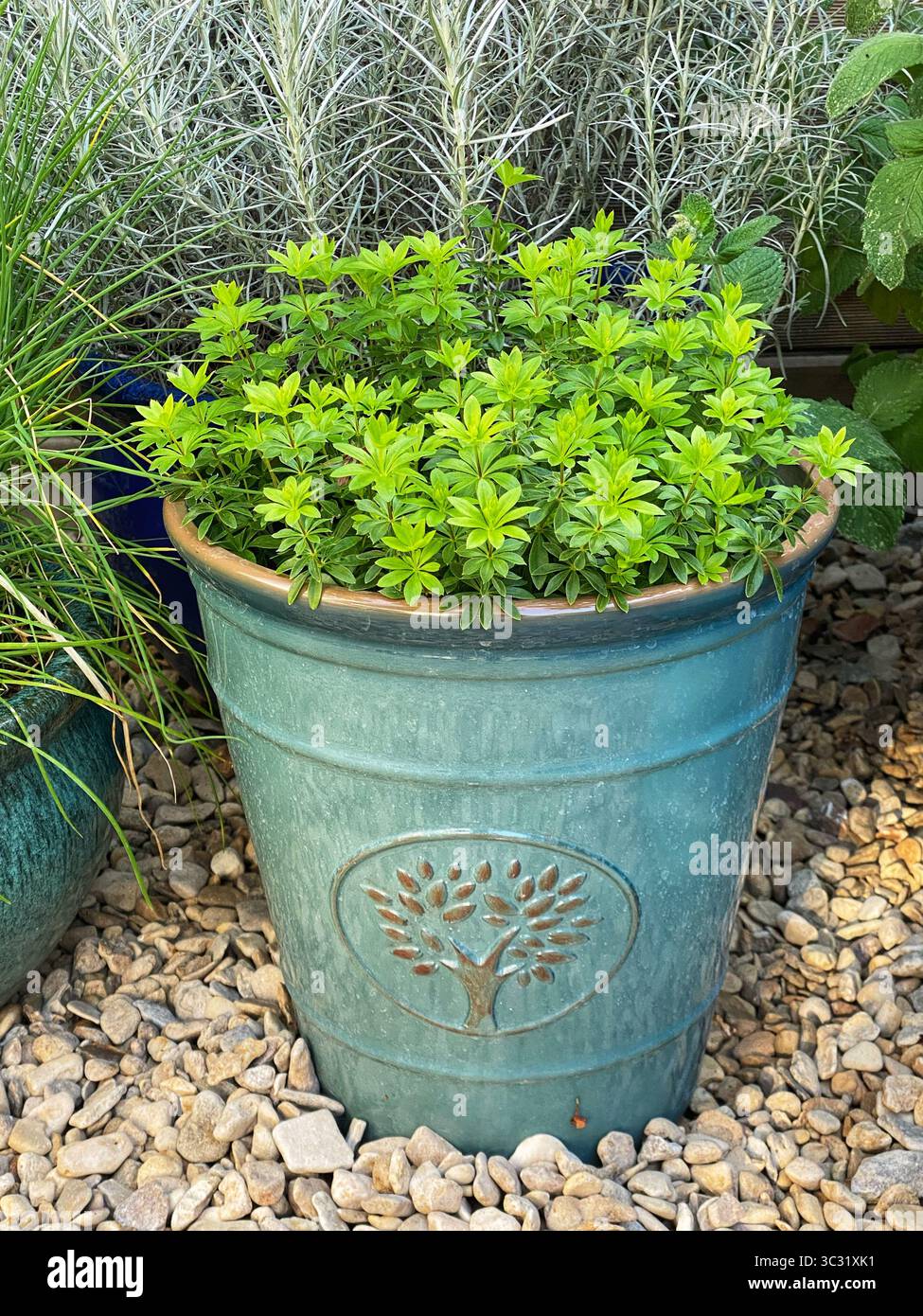 Waldmeister - Smartphone-aufgenommenes Stockfoto