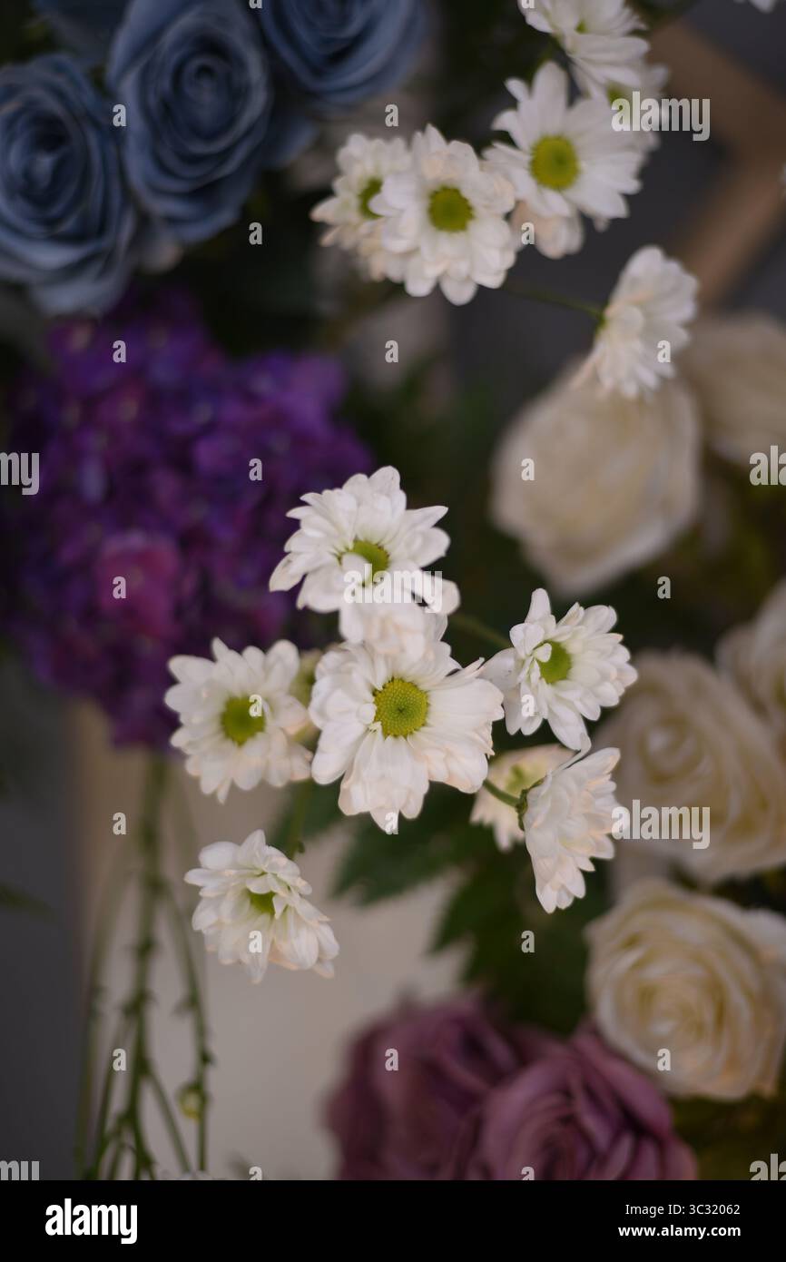 Weiße Gänseblüten, die in einem Blumenstrauß mit violetten, blauen und beigefarbenen Blüten hervorgehoben werden. Wunderschön komponierte Blumendekoration mit farbenfroher Vielfalt Stockfoto