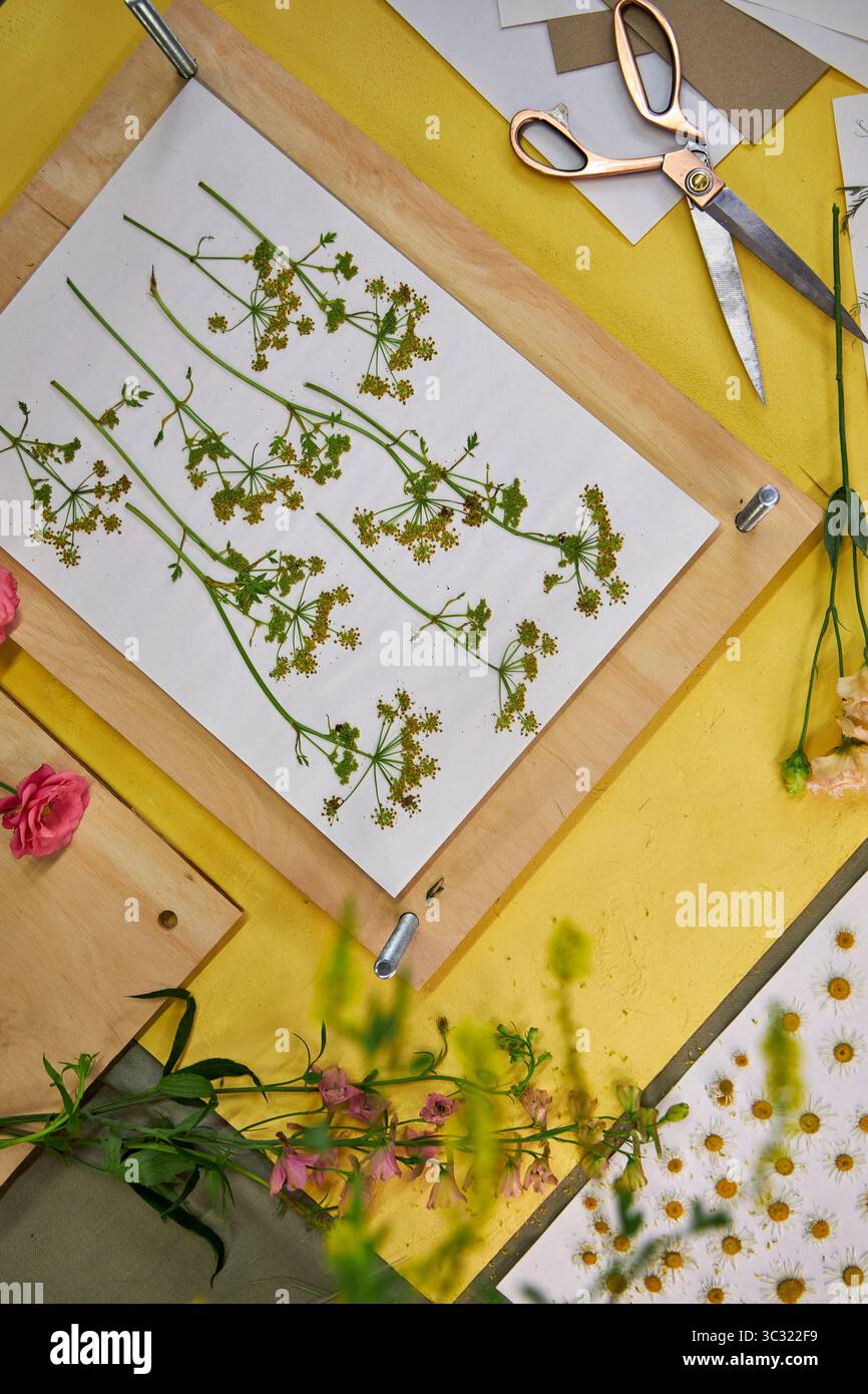 Gepresste Blumen und Blätter auf weißem Papier für botanische Kunstprojekte. Bunte Wildblumen und Grün perfekt zum Basteln, Scrapbooking, o Stockfoto