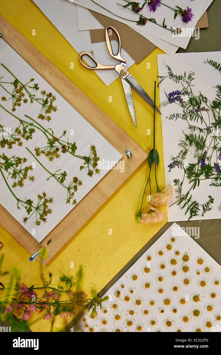 Gepresste Blumen und Blätter auf weißem Papier für botanische Kunstprojekte. Bunte Wildblumen und Grün perfekt zum Basteln, Scrapbooking, o Stockfoto