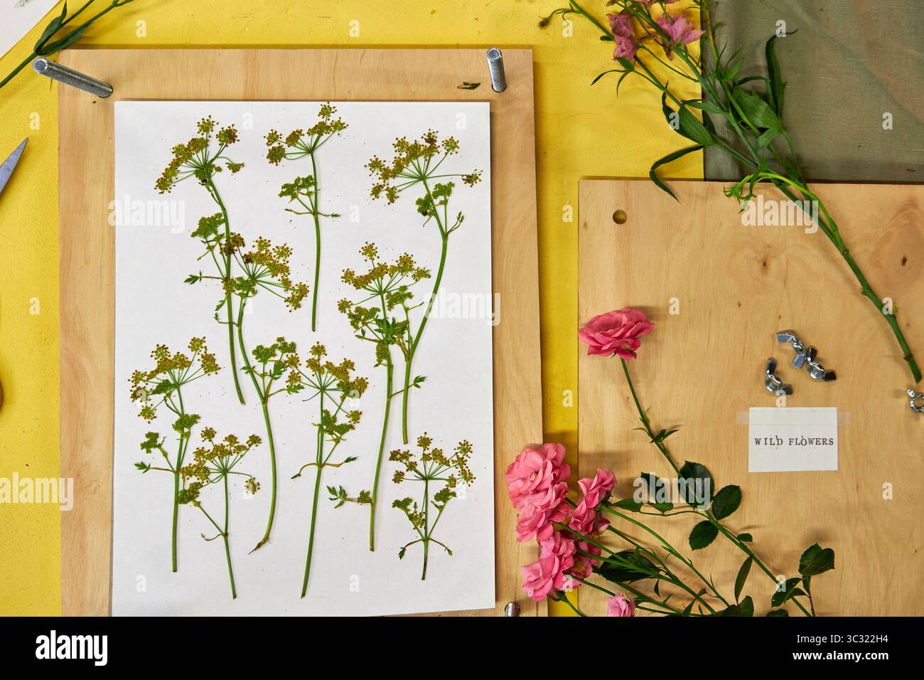 Gepresste Blumen und Blätter auf weißem Papier für botanische Kunstprojekte. Bunte Wildblumen und Grün perfekt zum Basteln, Scrapbooking, o Stockfoto