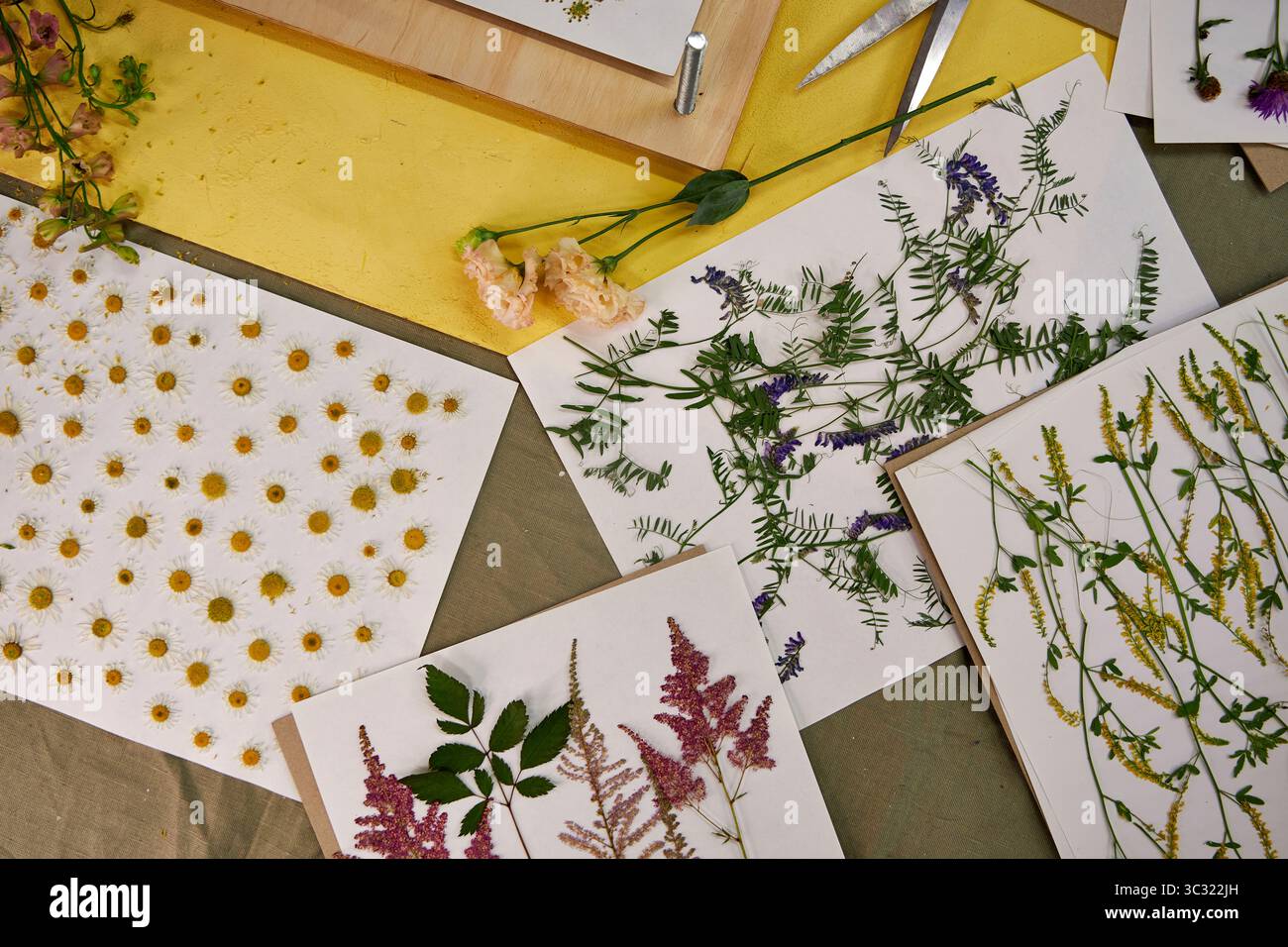 Gepresste Blumen und Blätter auf weißem Papier für botanische Kunstprojekte. Bunte Wildblumen und Grün perfekt zum Basteln, Scrapbooking, o Stockfoto