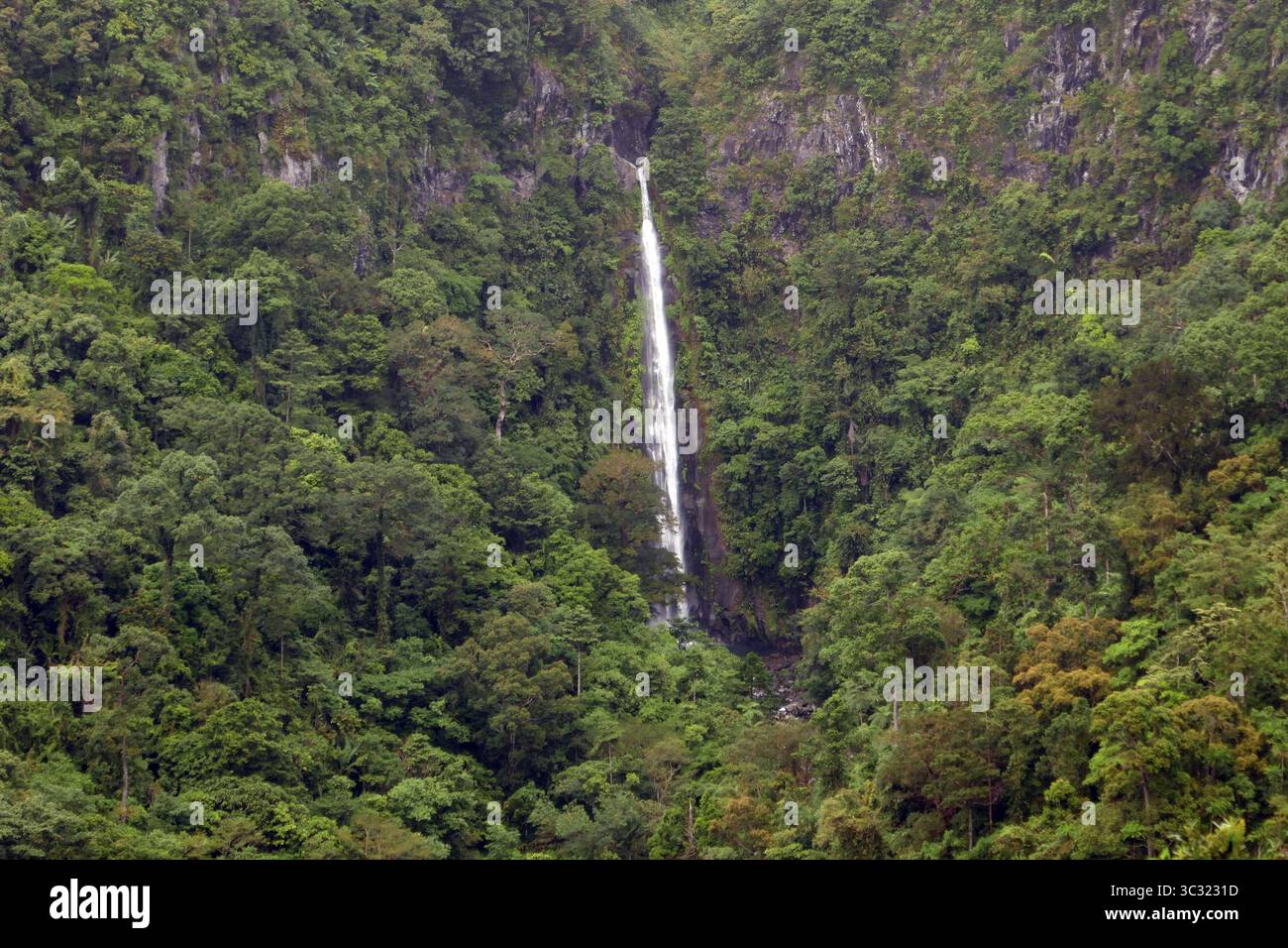 Tropischer Regenwald, Schutzgebiet, Northern Negros Natural Park, Wasserfall, Negros, Northern Negros, Philippinen Stockfoto