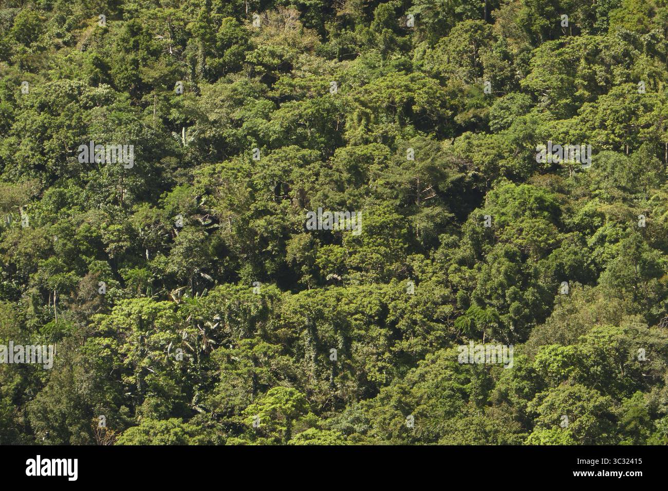 Tropischer Regenwald, Baumfarn, Schutzgebiet, Northern Negros Natural Park, Negros, Northern Negros, Philippinen Stockfoto