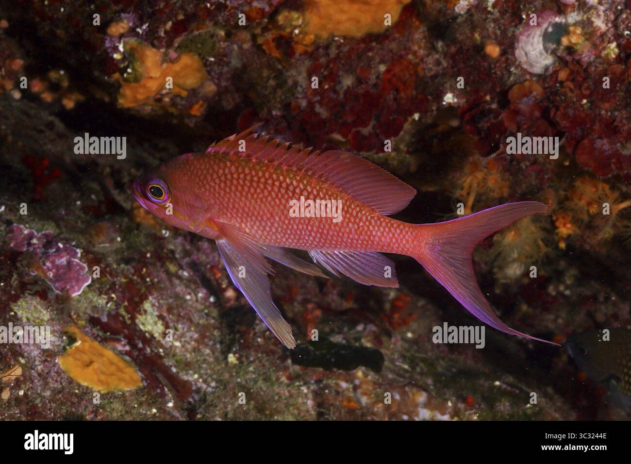 Ein roter Fisch mit markanten Flossen, mediterraner Flaggenfisch (Anthias anthias), schwimmt in der Nähe eines Riffs im Mittelmeer bei Hyeres, Tauchplatz Gien Stockfoto