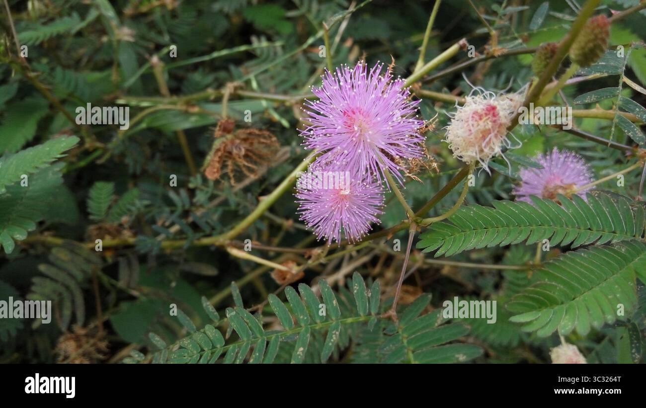 Verschlafene Pflanzenblume, putri malu, Graspflanze Stockfoto