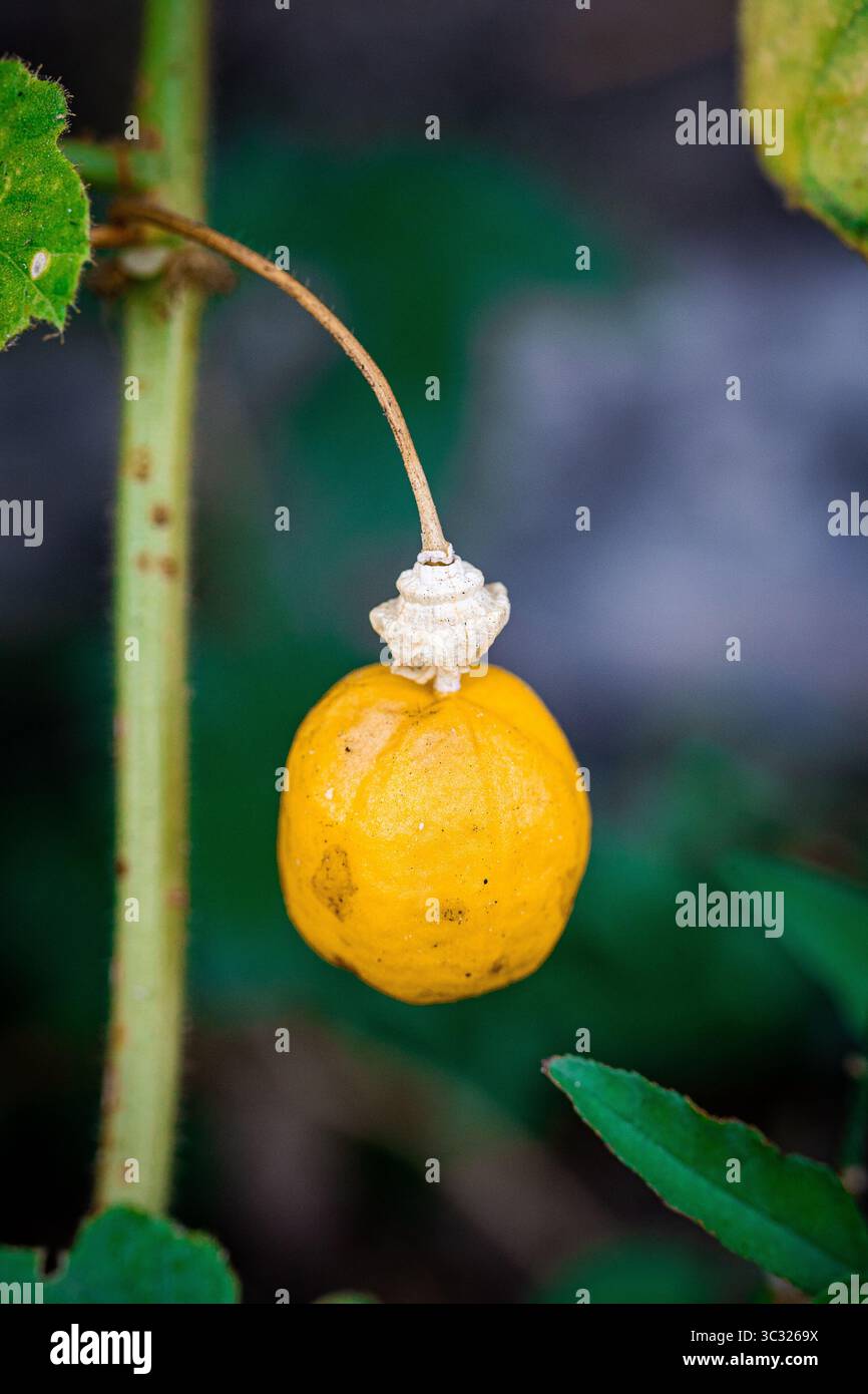 Passiflora foetida, Ramusa-Früchte, Mini-Markisa, Grasfrüchte Stockfoto