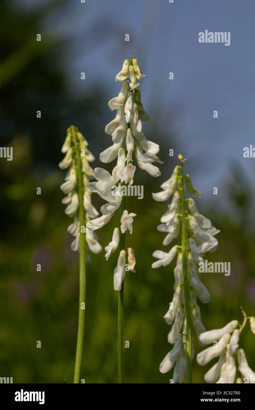 Die feinblättrige Vetch zeigt ihre schlanken weißen Blüten zwischen üppigem Grün und blüht in einer natürlichen Umgebung bei sonnigem Wetter im späten Frühjahr. Stockfoto