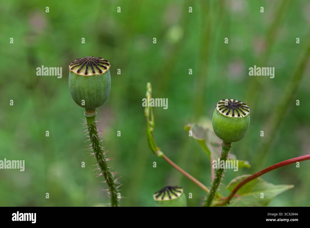 Grüne Papaver Rhoeas Samenschoten stehen vor einem üppigen grünen Hintergrund und zeigen die komplexen Strukturen von Common Poppy in a ser Stockfoto