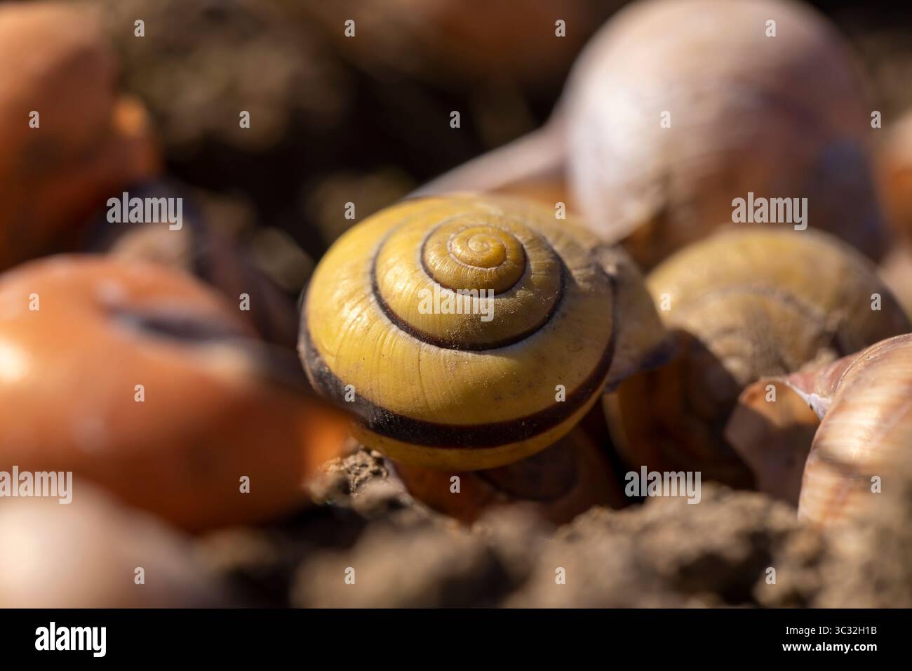 Schalen von Traubenschnecken auf dem Boden, eine große Anzahl leerer Schneckenschalen auf dem Boden nach der Überwinterung, Nahaufnahme Stockfoto