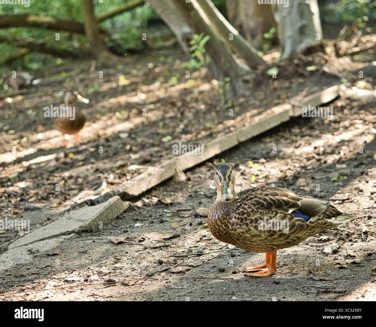Ente steht auf Schotterweg – wachsame Haltung bei warmem Tageslicht Stockfoto