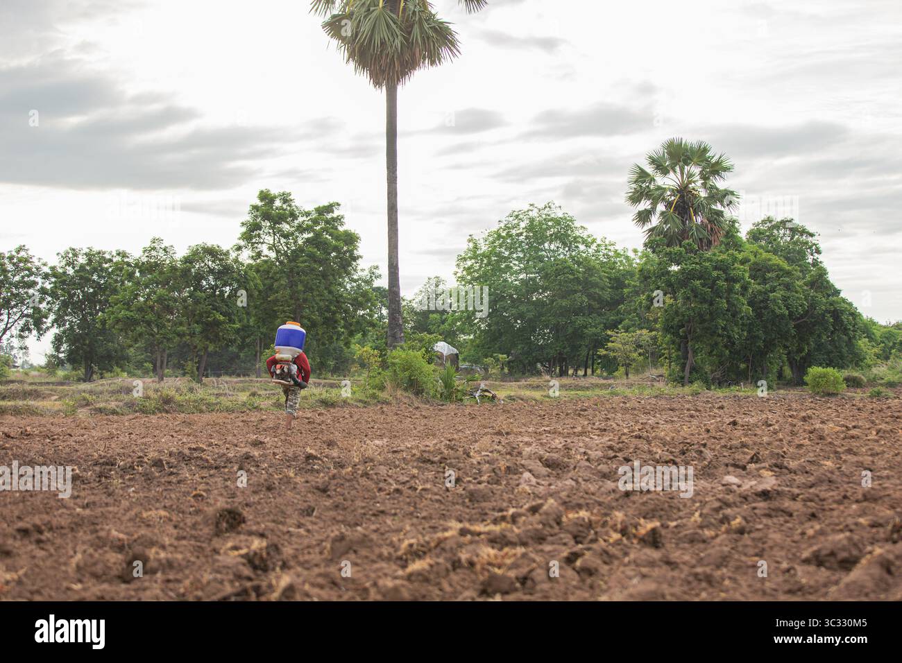 Reissäatung auf dem ländlichen thailändischen Reisfeld Stockfoto