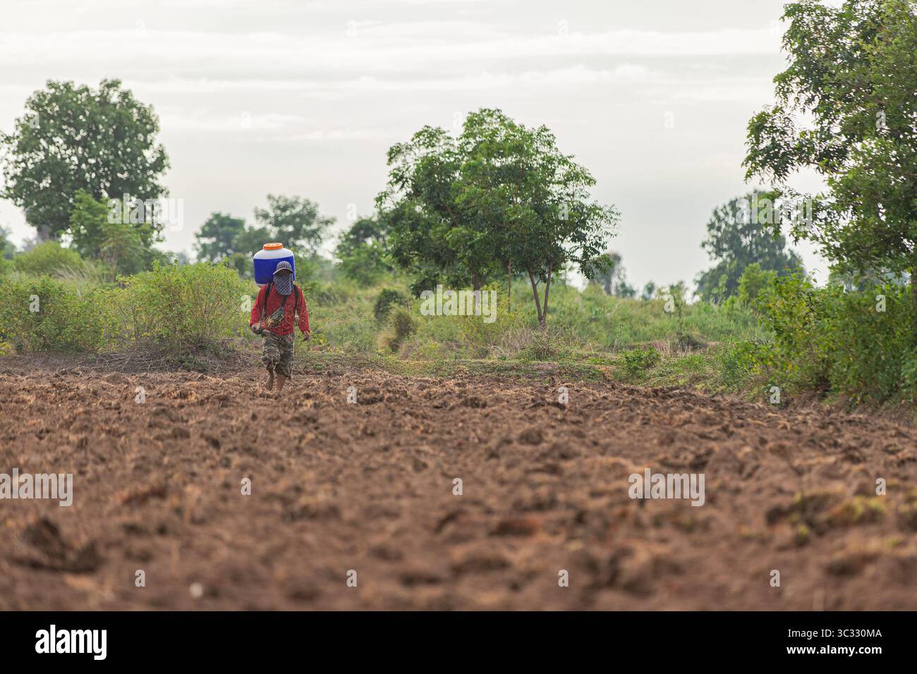 Reisanbau zur Aussaat von Saatgut für die morgige Ernte Stockfoto