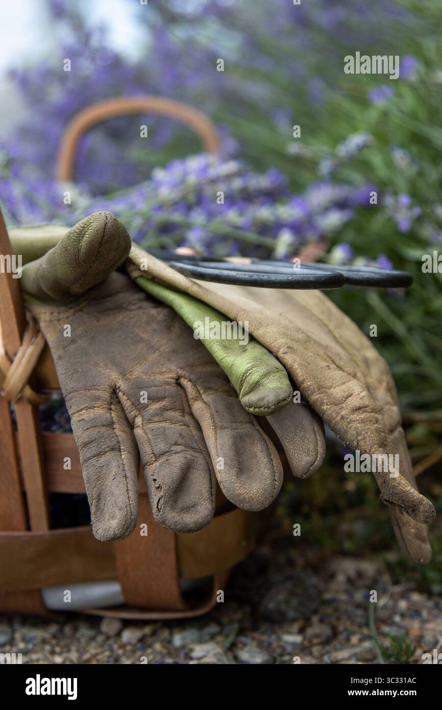 Abgenutzte Lederhandschuhe ruhen nach einer Gartenaufgabe Stockfoto