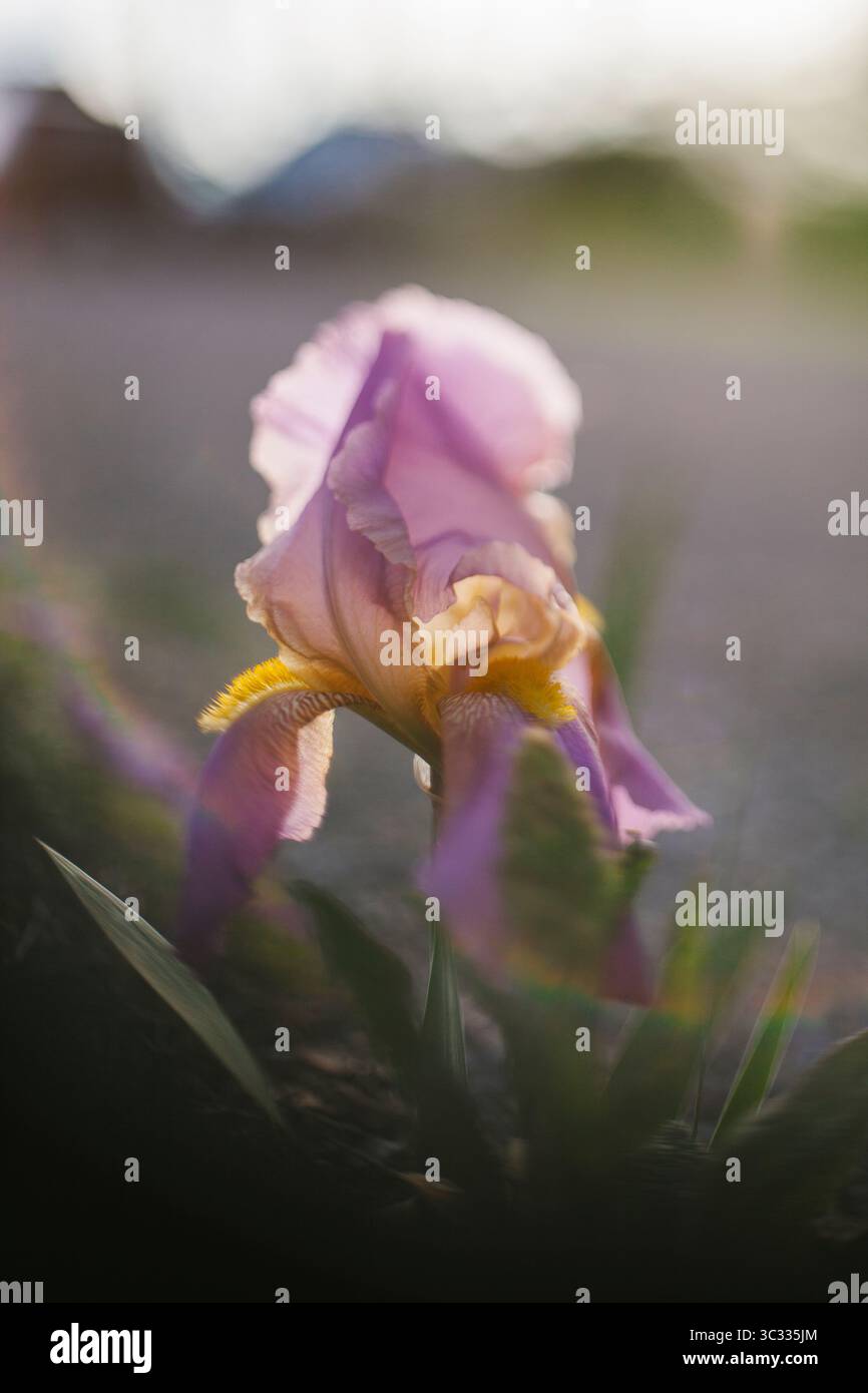 Pastellfarbene bärtige Iris in Blüte Stockfoto