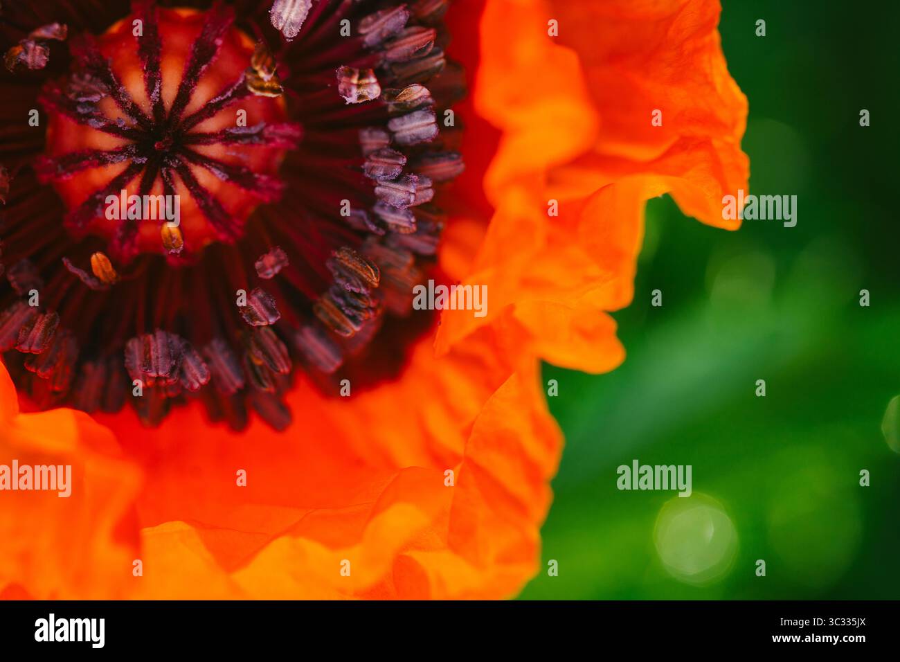 Große Rote Mohnblumenköpfe Stockfoto