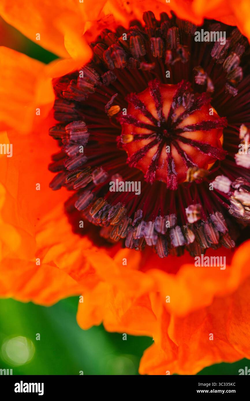 Große Rote Mohnblumenköpfe Stockfoto