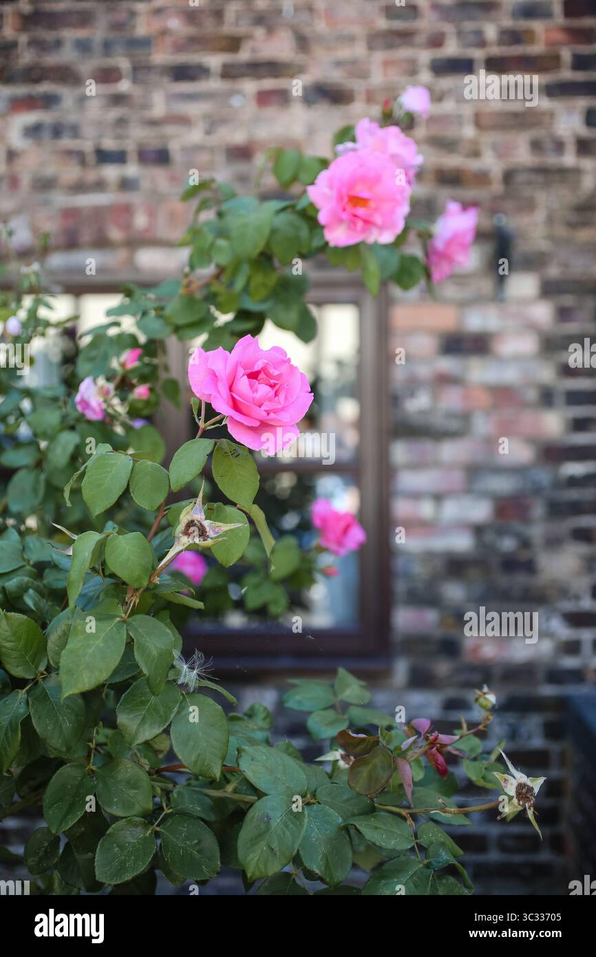 Blühende pinke Kletterrosen von Brick Cottage Window Stockfoto