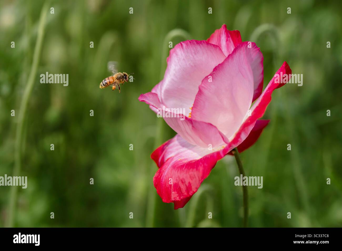 Die Honigbiene fliegt in einem üppig grünen gard auf einen leuchtenden rosa Mohn Stockfoto