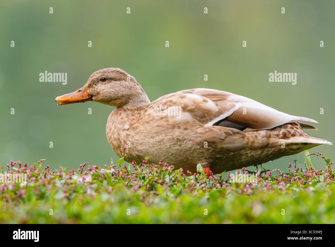 Eine ungewöhnliche leuzistische weibliche Stockentenente mit einzigartigem Gefieder Stockfoto