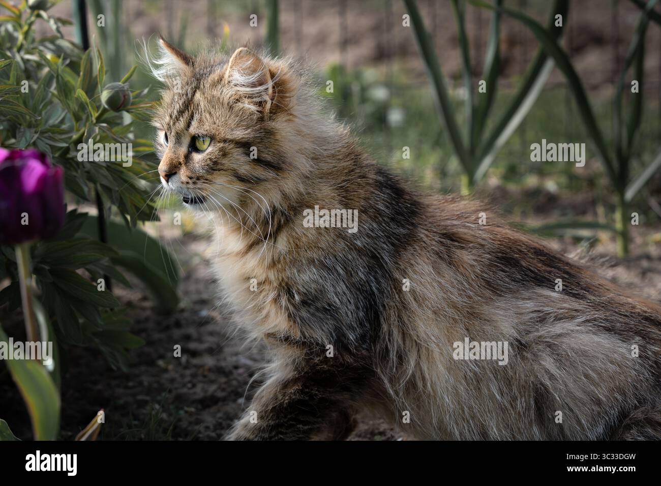 Eine sibirische Katze versteckt sich im Garten und beobachtet sie leise von ihrem Unterschlupf aus. Die Nahaufnahme fängt den intensiven Blick und das dicke Fell, umgeben von Laub, ein. Stockfoto