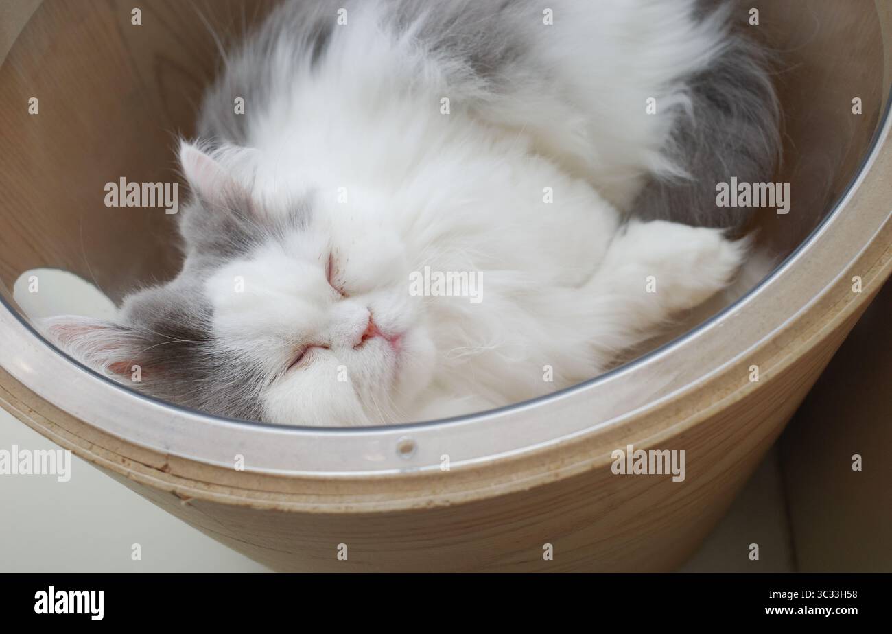 Flauschige persische Katze, die in einem gemütlichen hölzernen Haustierbett schläft. Stockfoto
