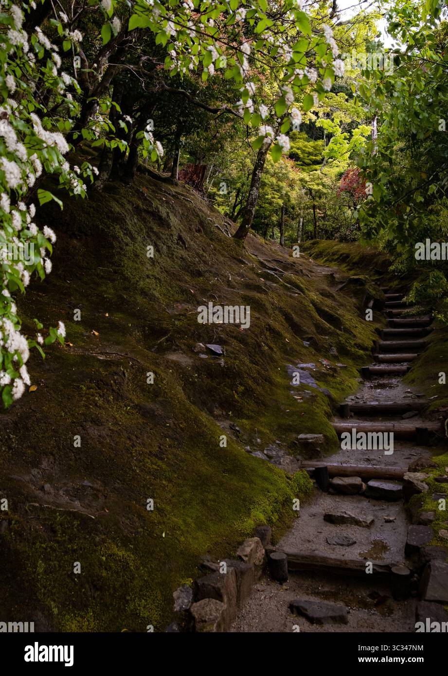 Eine Holztreppe schlängelt sich durch einen ruhigen japanischen Garten, umgeben von lebhaftem Moos und blühenden Bäumen Stockfoto