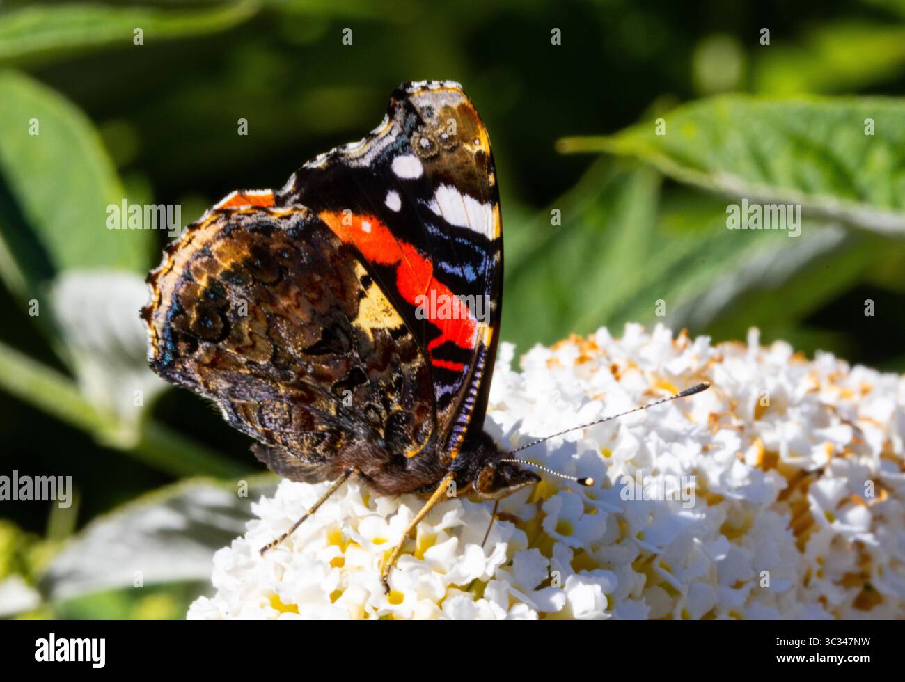 Buddleia ist ein ausgezeichneter blühender Sträucher, um Schmetterlinge und Falter, wie diesen Roten Admiral, in Gärten anzulocken. Die Anzahl der Schmetterlinge sinkt Stockfoto