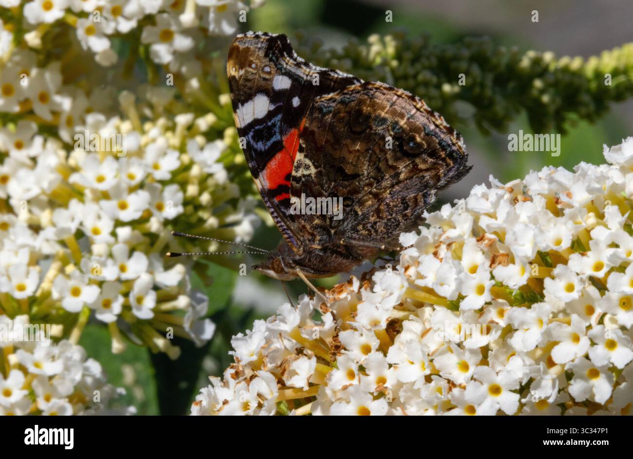 Buddleia ist ein ausgezeichneter blühender Sträucher, um Schmetterlinge und Falter, wie diesen Roten Admiral, in Gärten anzulocken. Die Anzahl der Schmetterlinge sinkt Stockfoto